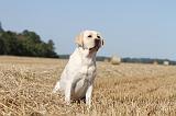 LABRADOR 006
